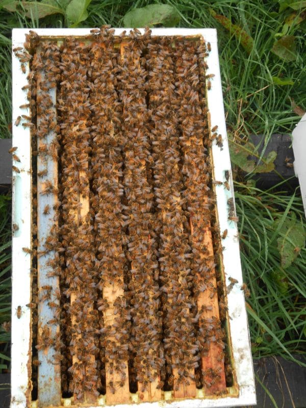Vente d'essaim d'abeilles prête à produire Miellerie des Arves Savoie